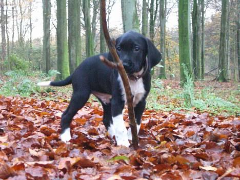 Blanding af racer Bertil - JA, s&#229; er det alts&#229; slut med alle de billeder.. billede 8