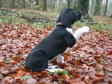 Blanding af racer Bertil - Her er min pote mor... billede 9