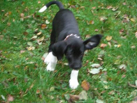 Blanding af racer Bertil - Nu ryster mine &#248;rer helt vildt far... billede 10