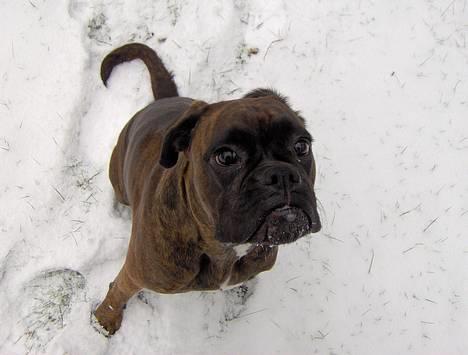 Boxer Dolce - Hvad?? Mig, jeg gør aldrig noget :-) billede 1