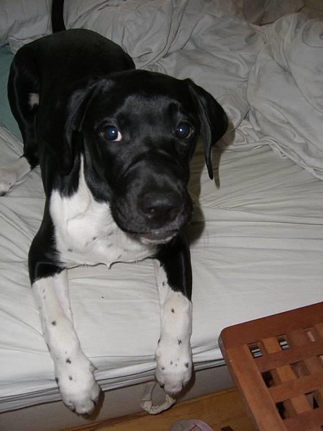 Blanding af racer Bertil - Kommer du ikke ogs&#229; og putter mor...  billede 11