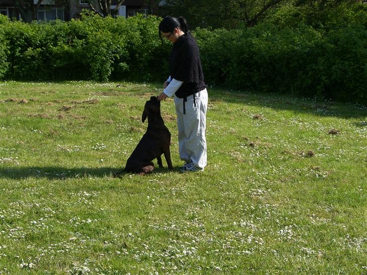 Boxer Dolce billede 2