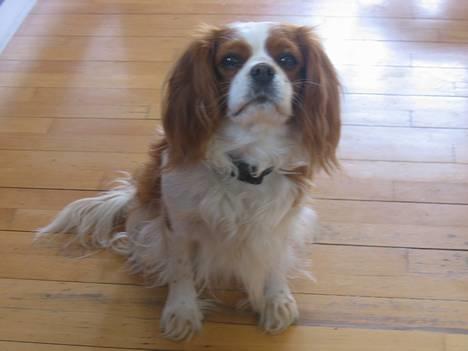 Cavalier king charles spaniel Frida - Her ligger hun så, og venter på belønning for at dække billede 1