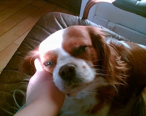 Cavalier king charles spaniel Frida - Aaaaaah.. hun nyder rigtig at blive nusset... det er det hun aller bedst kan lide billede 2