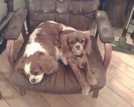 Cavalier king charles spaniel Frida - her har vi så de to dejlige vovser.. Frida til venstre(lidt træt måske) og hendes valp nelly til venstre billede 3