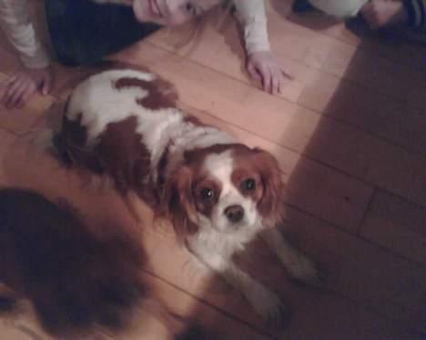 Cavalier king charles spaniel Frida billede 4
