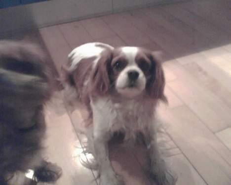 Cavalier king charles spaniel Frida billede 5