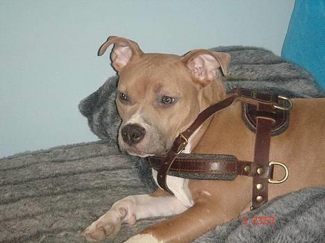 Amerikansk staffordshire terrier Nala. født 18/5-2005 - Så betænksom og så smuk.. ca.9 mdr. billede 2
