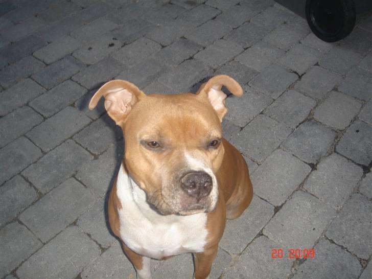 Amerikansk staffordshire terrier Nala. født 18/5-2005 - Nala - 1½ år billede 3