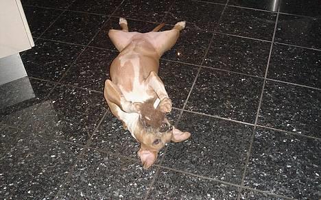 Amerikansk staffordshire terrier Nala. født 18/5-2005 - Nala leger og hygger med sit løvehoved.. billede 4