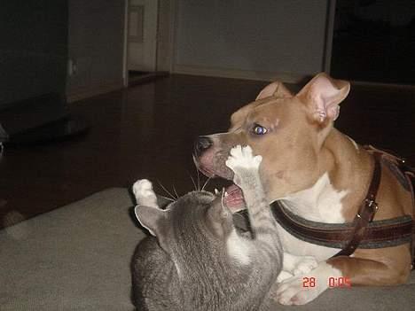 Amerikansk staffordshire terrier Nala. født 18/5-2005 - Ta´ den - kattedask.. billede 5