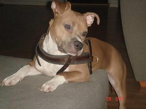 Amerikansk staffordshire terrier Nala. født 18/5-2005 - Hey Katpige, hvor skal du hen..? Vi legede lig´ så godt.. billede 7