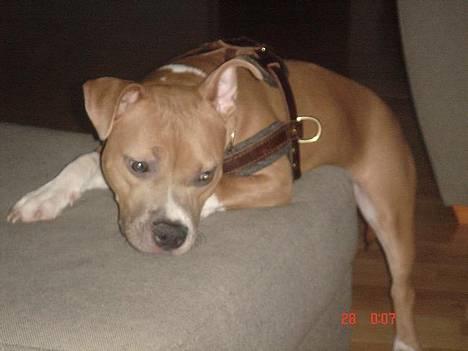 Amerikansk staffordshire terrier Nala. født 18/5-2005 - Hmm, jeg venter... billede 8