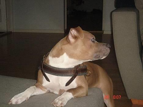 Amerikansk staffordshire terrier Nala. født 18/5-2005 - Og væk var missen.. billede 9