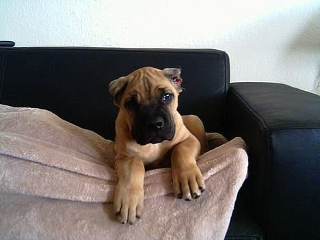 Cane corso Z Mazurskiego Edenu Zulus - De øjne er da ik til at stå for :) billede 16