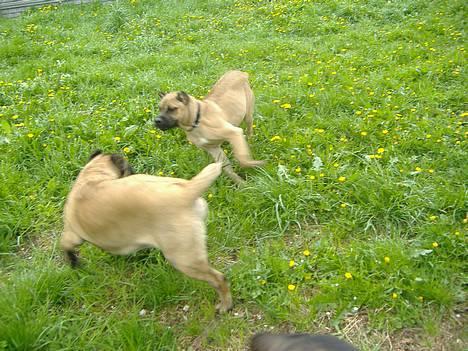 Cane corso Z Mazurskiego Edenu Zulus - Det er ham med halsbåndet :) billede 17