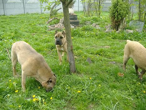 Cane corso Z Mazurskiego Edenu Zulus - Det er ham med halsbåndet :) billede 18