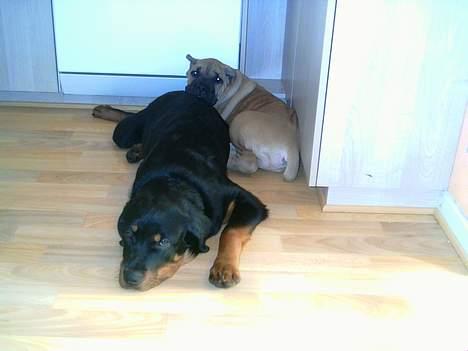 Rottweiler Kaiser - Jeg æder snart det kamera! billede 16