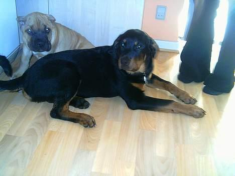 Rottweiler Kaiser - Vil du eller skal jeg? billede 17