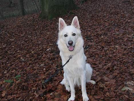 Hvid schæfer Baloo billede 9