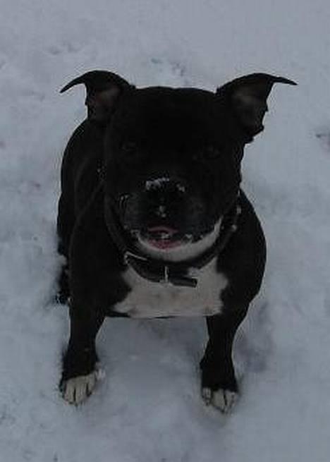 Staffordshire bull terrier Zar.     født 20/7-1997 - Januar 2006 billede 1