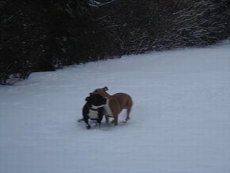 Staffordshire bull terrier Zar.     født 20/7-1997 - Zar og Nala leger i sneen billede 2