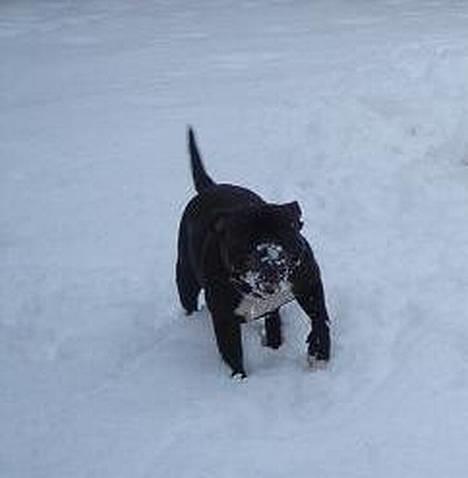 Staffordshire bull terrier Zar.     født 20/7-1997 - Sne er sjovt, meget sne er meget sjovt.. billede 3