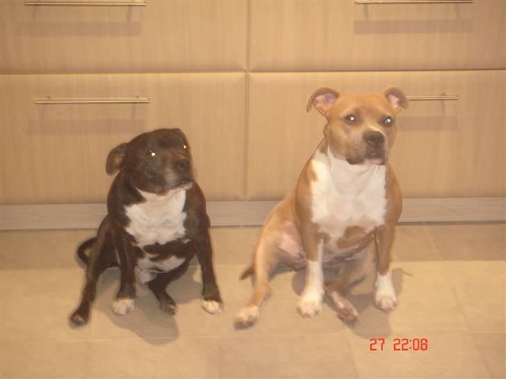 Staffordshire bull terrier Zar.     født 20/7-1997 - Zar og Nala.. 2007 billede 4