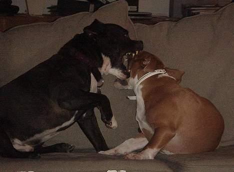 Staffordshire bull terrier Zar.     født 20/7-1997 - Hov, I må ikke lege i sofaen.. billede 5