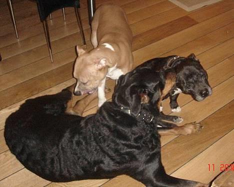 Staffordshire bull terrier Zar.     født 20/7-1997 - Uhh, det er dejligt at få renset øre af Cherrie.. billede 6