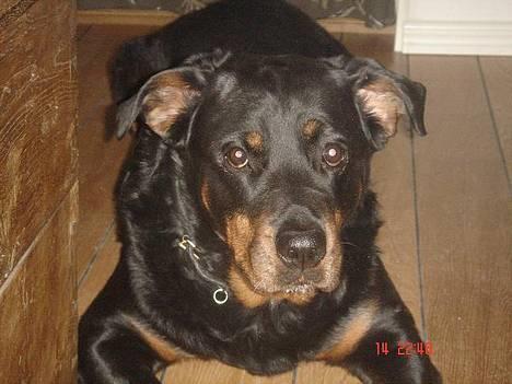 Rottweiler Cherrie.  født 22/12-1998 - Cherrie - Marts 2006 -  billede 1