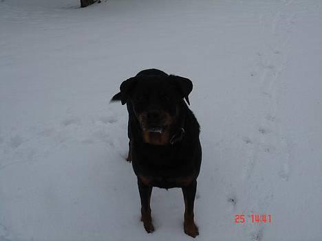 Rottweiler Cherrie.  født 22/12-1998 - Ja, mor, hvad er der..? billede 2