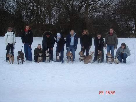 Mops * Diva *  - Til hundetræf med de store hunde.. Find diva... ;)  billede 2