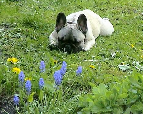 Fransk bulldog Sashimi billede 5