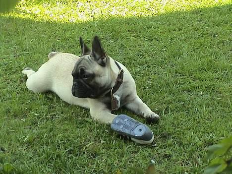 Fransk bulldog Sashimi billede 6