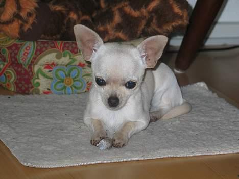 Chihuahua SHANTI - Shanti med sit gennemtyggede ben :) 2/2-06 billede 9