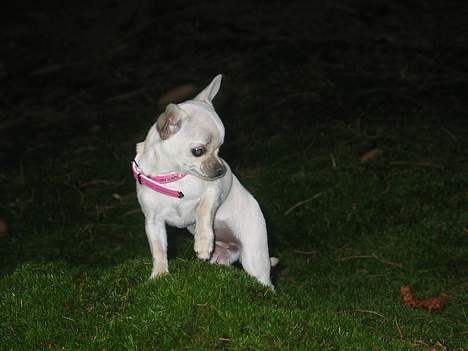 Chihuahua SHANTI - Shanti i det grønne 2/2-06 billede 10