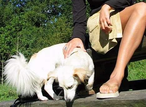 Blanding af racer Maggi billede 18