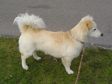 Blanding af racer Maggi billede 19