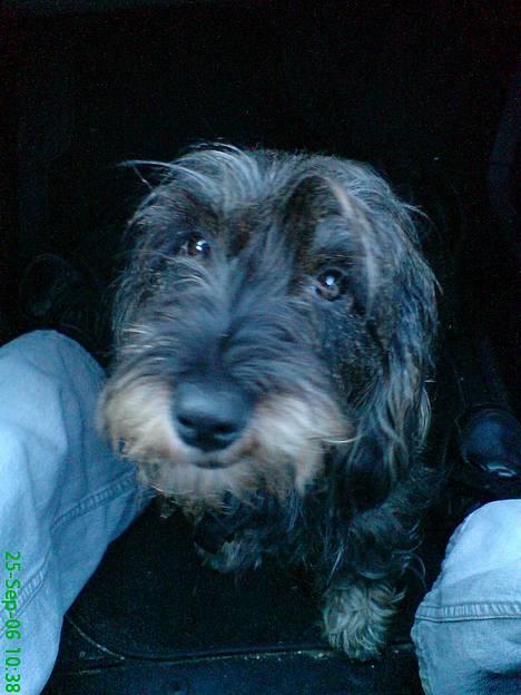 Gravhund Smilla - *smiler skævt* billede 1