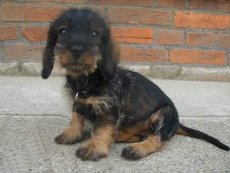 Gravhund Smilla - her er jeg ikke særlig gammel, men sidder og undrer mig hvorfor mor stikker det der apperat  hen imod mig hele tiden billede 2