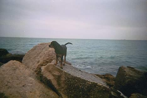 Rottweiler Maja * Himmelhund 2018 * - Spanien ,alicante billede 10