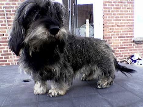 Gravhund Smilla - her er jeg lige blevet børstet....(ryster mig om lidt*gg*) billede 3