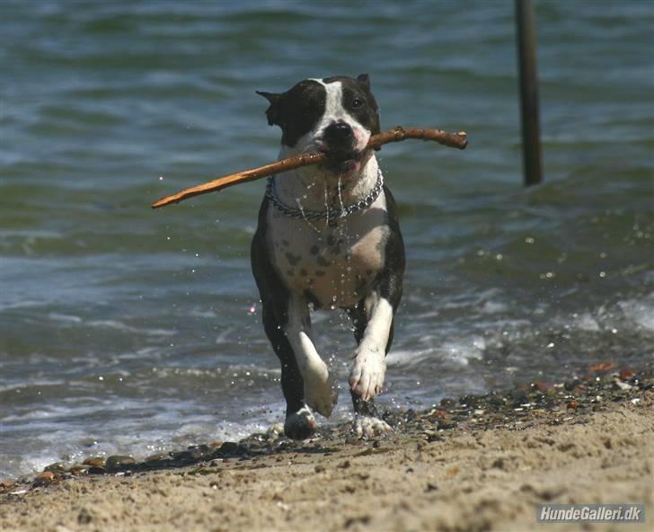 Amerikansk staffordshire terrier Northern Amstaffs Freya  - Er du klar til våd hund, for nu kommer jeg altså.. billede 9