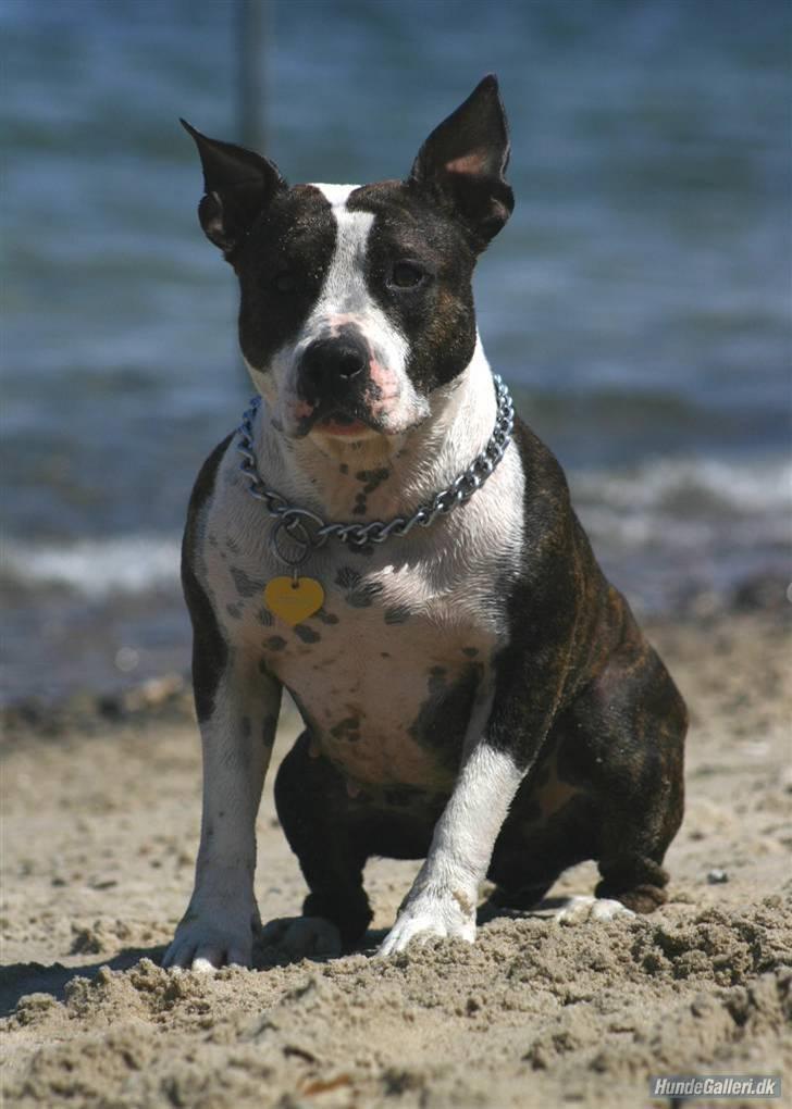 Amerikansk staffordshire terrier Northern Amstaffs Freya  - Sidder heeeelt naturligt... Lagde slet ikke mærke til det pivedyr du puttede i lommen. billede 10