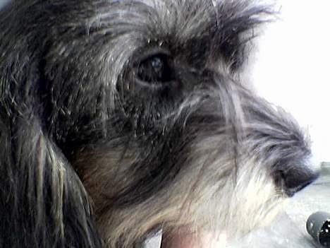 Gravhund Smilla - mor... hvorfor alle de børster, jeg er en børste selv...*ggggg* billede 4