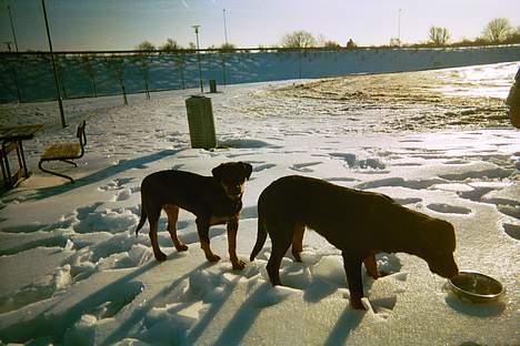 Rottweiler Phoco * Himmelhund 2018 * billede 14