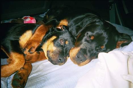 Rottweiler Phoco * Himmelhund 2018 * - vi putter mens vi kørte til spania i bilen billede 15