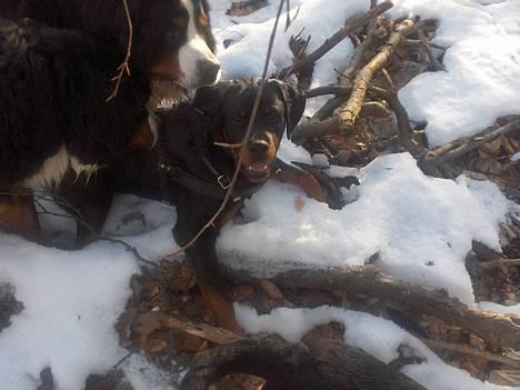 Rottweiler Phoco * Himmelhund 2018 * - hunde tur den 12.02.06 billede 16