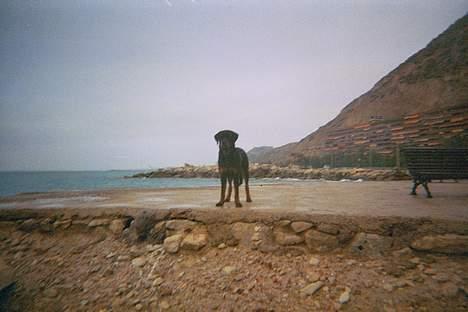 Rottweiler Phoco * Himmelhund 2018 * - spanien, alicante billede 17